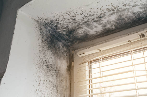 Affordable Basement Mold Remediation solutions in Surry, VA