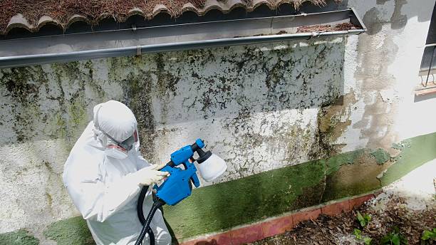 Top rated local Basement Mold Remediation specialists in Surry, VA